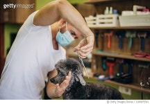 1289055541 | 게티이미지코리아 | Male dog groomer using scissors to cut a gray poodle fur in grooming salon Royalty-Free 이미지