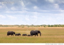 1289401651 | 게티이미지코리아 | Elephant Family at wild with Elephant Calfs Royalty-Free 이미지