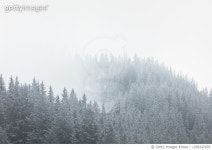 1295247079 | 게티이미지코리아 | Nebel im Wald Royalty-Free 이미지
