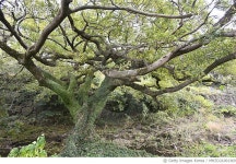 MHZD21001369 | 게티이미지코리아 | 제주도 가시리 퐁낭 Rights-Managed 이미지