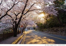 MZIND21000004 | 게티이미지코리아 | 벚꽃길 Rights-Managed 이미지