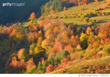 1305678114 | 게티이미지코리아 | Woodland in autumn showing a large group of deciduous trees in various states of shedding... 