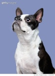 1313822999 | 게티이미지코리아 | Boston Terrier, Studio Shot Royalty-Free 이미지