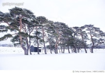 MBRF21008552 | 게티이미지코리아 | 일본 북해도 솔밭 Royalty-Free 이미지