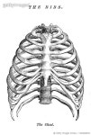 1323066916 | 게티이미지코리아 | The ribs engraving anatomy 1872 Royalty-Free 이미지
