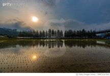 MBRF21017843 | 게티이미지코리아 | VH504, 구농고길 메타쉐콰이어 길, 경상북도 김천시 부거리길 Royalty-Free 이미지