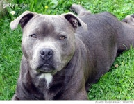 1337667731 | 게티이미지코리아 | Close-up portrait of purebred dog on field,France Royalty-Free 이미지