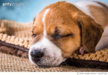 1340571994 | 게티이미지코리아 | Close-up of purebred dog sleeping Royalty-Free 이미지