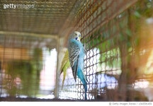 1343591459 | 게티이미지코리아 | Close-up of bird perching in cage Royalty-Free 이미지