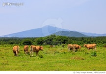 MBRF21024935 | 게티이미지코리아 | 목장에서 한가로이 풀을 뜯고 있는 한우 Royalty-Free 이미지