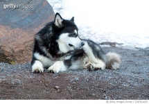 1347914225 | 게티이미지코리아 | Close-up of malamute on sand Royalty-Free 이미지