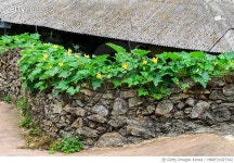 MBRF21027342 | 게티이미지코리아 | 청산도 마을풍경 Royalty-Free 이미지