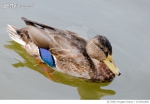 1355664808 | 게티이미지코리아 | Ducks,Close-up of mallard duck swimming in lake Royalty-Free 이미지
