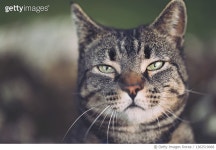 1362519068 | 게티이미지코리아 | Tabby cat looking at camera Royalty-Free 이미지