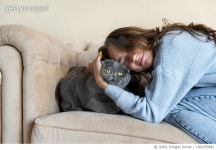 1364359981 | 게티이미지코리아 | Young beautiful girl with a pet cat. British fold stubborn gray cat. Royalty-Free 이미지