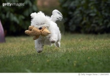 1386930963 | 게티이미지코리아 | white puppy dog plays with teddy beard Royalty-Free 이미지