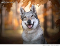 1375212455 | 게티이미지코리아 | Dog portrait,Portrait of purebred dog standing in forest Royalty-Free 이미지
