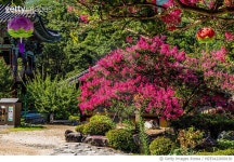 MZEJA22000130 | 게티이미지코리아 | VH504, 표충사 배롱나무, 한국, 경상남도 밀양시 단장면 구천리 Rights-Managed 이미지