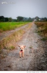 1394018115 | 게티이미지코리아 | Running Labrador Retriever puppy Royalty-Free 이미지