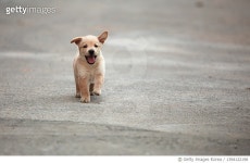 1394122198 | 게티이미지코리아 | Running Labrador Retriever puppy Royalty-Free 이미지