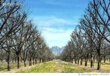 1391315274 | 게티이미지코리아 | New Mexico, Mesilla Valley, Rio Grande Valley, Pecan Trees Royalty-Free 이미지