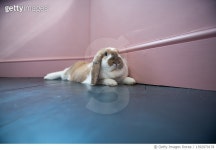 1392970178 | 게티이미지코리아 | A house rabbit relaxing at home Royalty-Free 이미지