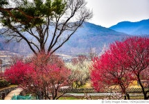 MZHQA22000734 | 게티이미지코리아 | 대구광역시, 한옥마을, 남평문씨본리세거지, 매화, 홍매화 Rights-Managed 이미지