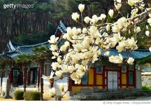 MZKQA22000089 | 게티이미지코리아 | 경남 통영시 봉수로,목련 Rights-Managed 이미지
