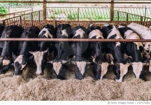 1397376304 | 게티이미지코리아 | Beef cattle cows feeding/grazing in a free livestock stall - creative stock image Royalty-Free... 