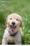 1399392186 | 게티이미지코리아 | Happiness puppy golden retriever Royalty-Free 이미지
