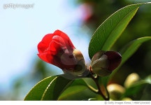 MBRF22010665 | 게티이미지코리아 | 거제시 일운면 옥림리 동백 Royalty-Free 이미지