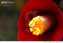 MBRF22010670 | 게티이미지코리아 | 거제시 일운면 옥림리 동백 Royalty-Free 이미지