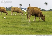 MBRF22011611 | 게티이미지코리아 | 소와 새의 공존 Royalty-Free 이미지