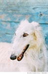 1396338921 | 게티이미지코리아 | Close-up of purebred hound looking away Royalty-Free 이미지