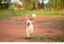1401241680 | 게티이미지코리아 | Labrador Retriever puppy Royalty-Free 이미지