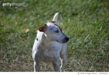 1405835623 | 게티이미지코리아 | Close-up of purebred terrier standing on field Royalty-Free 이미지