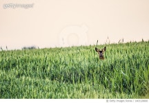 1403128660 | 게티이미지코리아 | Young roe deer standing in wheat field against clear sky,Barycz Valley Landscape Park,Milicz... 