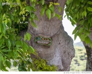 MIVA22000428 | 게티이미지코리아 | 전남 무안 청천리 팽나무와개서어나무숲(천연기념물제82호)팽나무 Rights-Managed 이미지