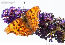 1407400703 | 게티이미지코리아 | Close-up of butterfly pollinating on flower,Enghien,Belgium Royalty-Free 이미지