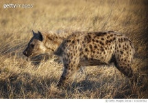 1412497062 | 게티이미지코리아 | Side view of cheetah standing on field,Botswana Royalty-Free 이미지