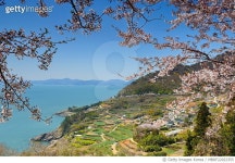 MBRF22022355 | 게티이미지코리아 | 경남 남해군 남면 홍현리,다랭이마을과 벚꽃 Royalty-Free 이미지