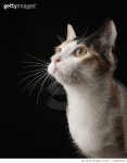 1430427472 | 게티이미지코리아 | Close-up of cat looking away against black background Royalty-Free 이미지