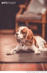 1431457290 | 게티이미지코리아 | Cute puppy sitting on floor,France Royalty-Free 이미지