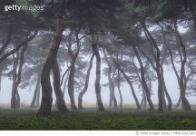 MBRF22027266 | 게티이미지코리아 | 임한리솔밭공원,소나무 Royalty-Free 이미지