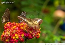 MBRF22027610 | 게티이미지코리아 | CLIPPER BUTTERFLY(PARTHENOS SYLVIA), 필리핀(Philippines) 보홀 주(Bohol Province) 보홀섬... 