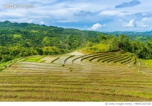 MBRF22027649 | 게티이미지코리아 | 보홀섬 RICE TERRACE, 필리핀(Philippines) 보홀 주(Bohol Province) 보홀섬 Royalty-Free 이미지