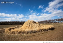 MZLSD22000003 | 게티이미지코리아 | 당진 아그로랜드 태신목장,황금뮬리 Rights-Managed 이미지