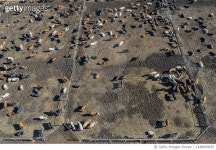 1448609635 | 게티이미지코리아 | Beef Cattle Farm, Birds Eye View, USA Royalty-Free 이미지