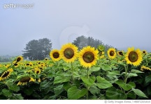 MBRF22031819 | 게티이미지코리아 | 경남 함안군 법수면 강주리4길, 해바라기 Royalty-Free 이미지