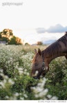 1461088244 | 게티이미지코리아 | Side view of thoroughbred horse standing on field against sky Royalty-Free 이미지